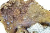 Agatized Fossil Coral Geode - Florida #188203-3